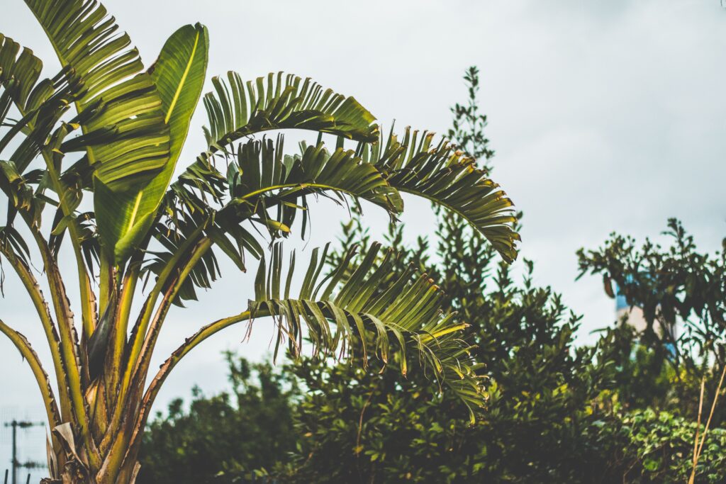 Banana tree