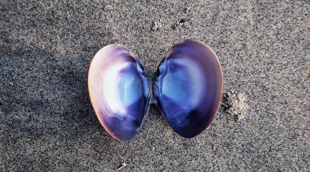 Seashell on the beach