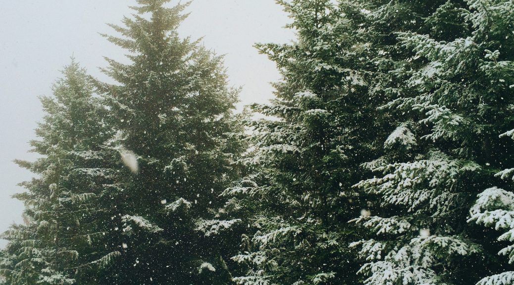 christmas trees covered in snow
