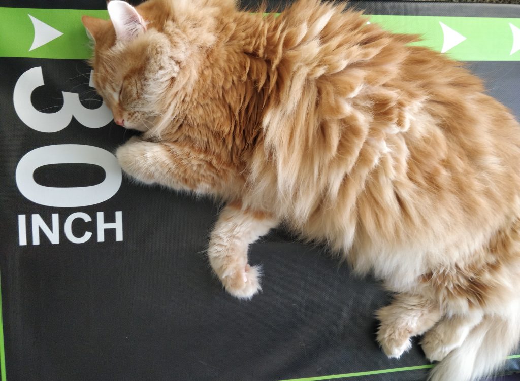 Cat on plyometric box