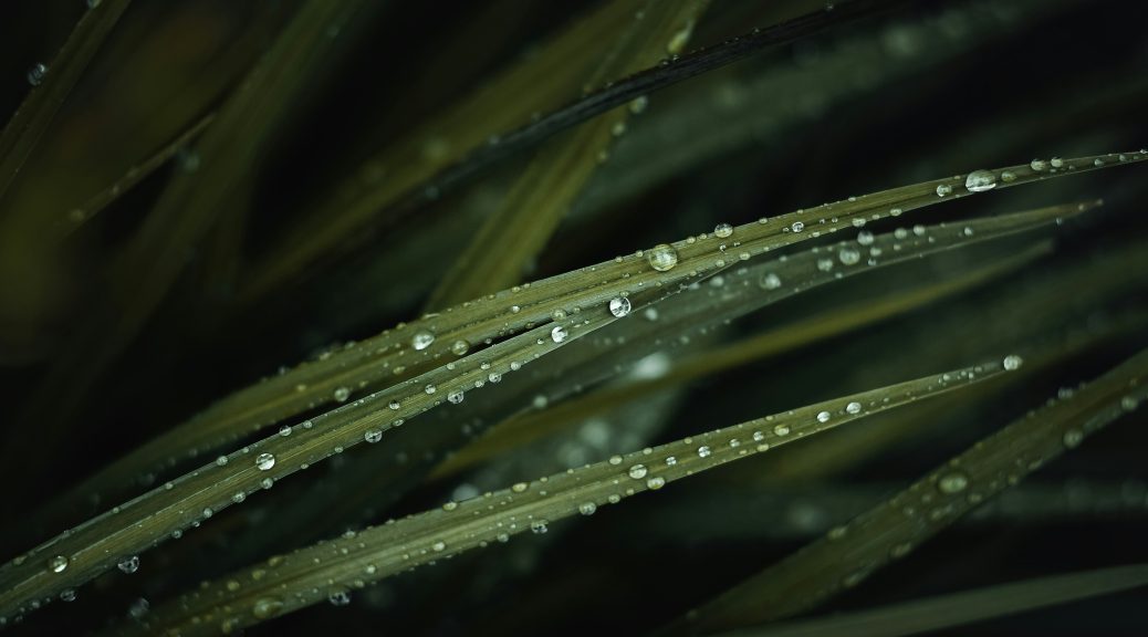 Grass with water droplets